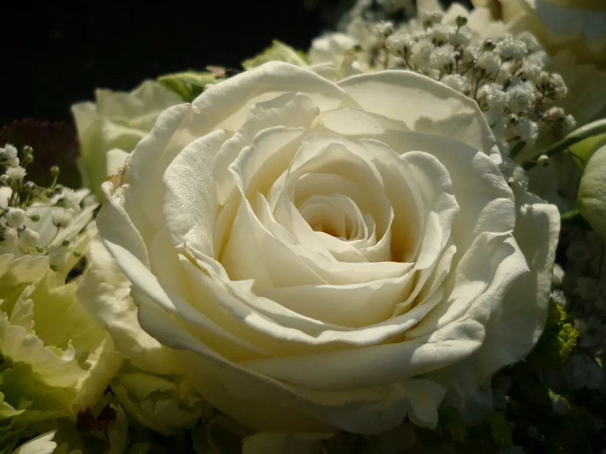 Weiße Rose mit Schleierkraut
