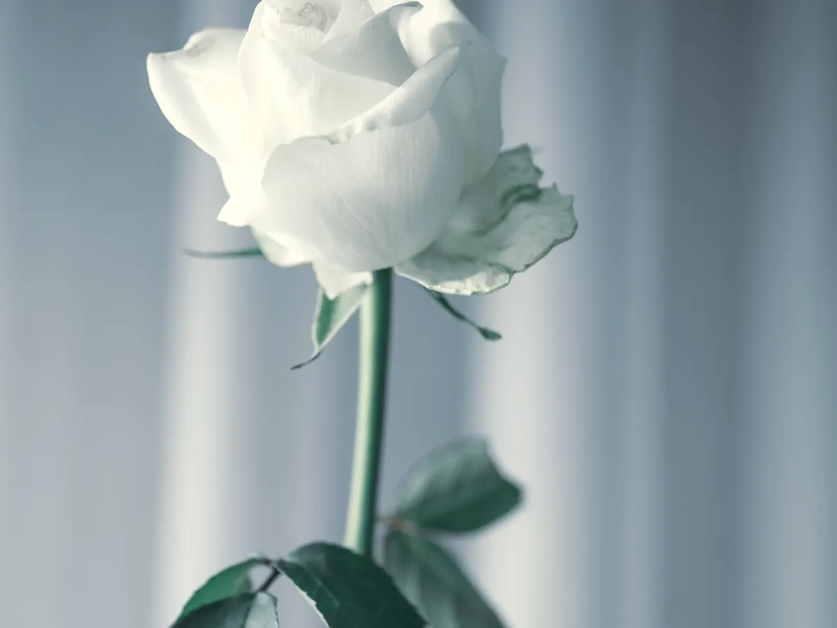 Weiße Rose vor hellem Hintergrund