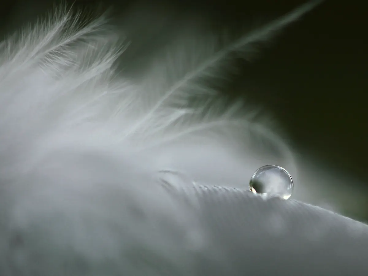 Weiße Feder mit Wassertropfen